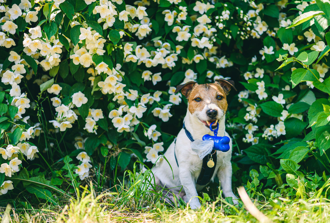 Jack Russell Terrier in front of flower wall in park