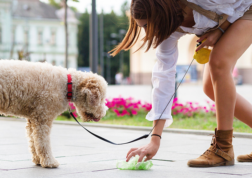 2L Compostable Dog Poop Bags – 9 Roll Box (225 Bags Per Roll) - Image 7